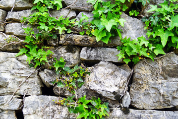 Old wall with green ivy among the stones.