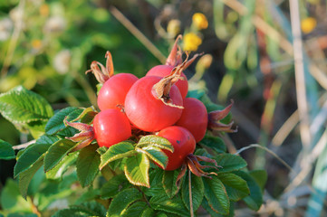 Rosehip bush. The red berries of wild rose hips. Medicinal berries. Rosa canina. Wild rose. Hip...