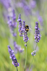 A bee on a lavender flower, on a warm summers day