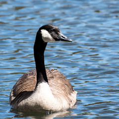 Canadian Goose in the Pond