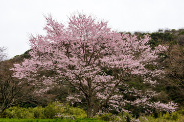 仙の岩のヤマサクラ