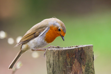 robin