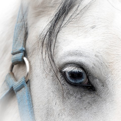 Blue Eye of the Horse