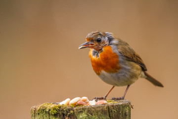 robin