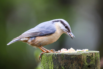 nuthatch