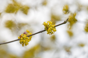 branches with flowers of European Cornel (Cornus masses) in early spring. Flowering dogwoods - Cornus mas , Cornelian cherry, European cornel. 
