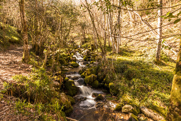 Asturias, Spain. The Muniellos Nature Reserve (Reserva natural integral), protected area of woodland along the valley of the river Muniellos-Tablizas