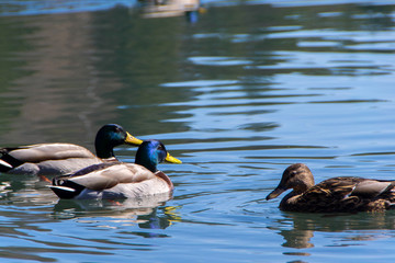Mallard male and female duck