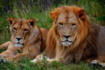 Plakat lion and lioness