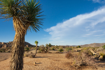 Desert landscape with joshua trees and rock formations in Joshua Tree Stae Park California