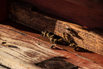 Close up of honey bees. Wooden beehive and bees.