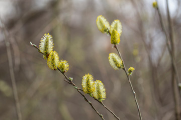 Catkins on a grey sallow shrub salix cinerea in early spring. Salix cinerea Catkins. 