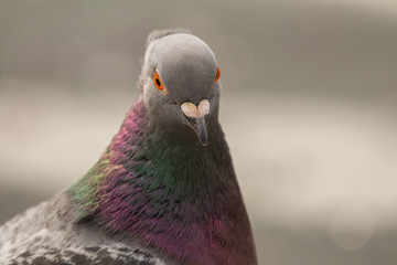pigeon