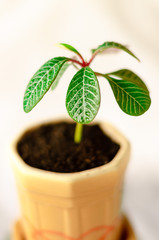 Euphorbia leuconeura. Young potted plant.