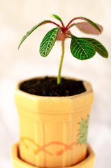 Euphorbia leuconeura. Young potted plant.