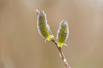 Catkins on a grey sallow shrub salix cinerea in early spring. Salix cinerea Catkins. 