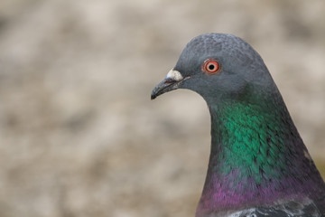 pigeon