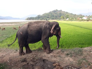 elephant - 257757145