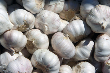 garlic spice for cooking