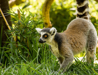 Obraz premium lemur observando