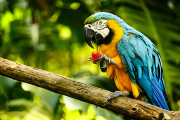 Guacamaya azul y amarillo