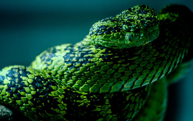 Serpiente