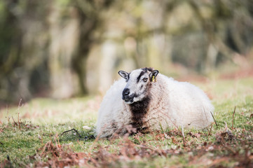Fototapeta premium sheep in a field