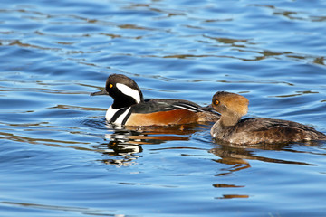 Fototapeta premium Hooded Merganser Pair swimming in Blue Water. Male of Left, Female on Right. Canada