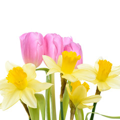 Pinke Tulpen und gelbe Narzissen als Strauß isoliert vor weißem Hintergrund
