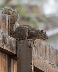 Squirrel on Fence