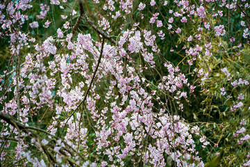 深見の枝垂れ桜