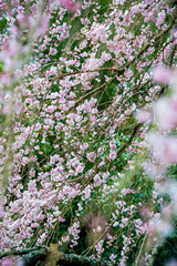 深見の枝垂れ桜