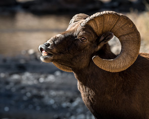 Bighorn Sheep in Waterton Canyon