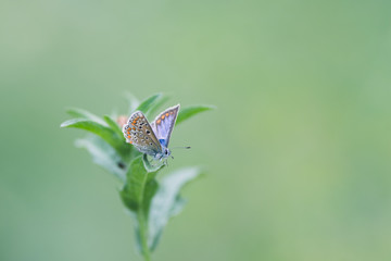 papillon bleu et orange