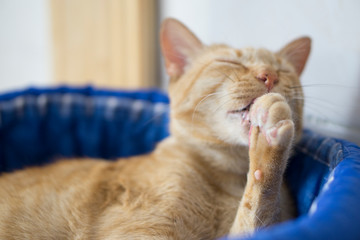 Tabby cat licking its paw