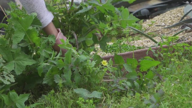 Slow Motion Weed Pull Out Of Ground