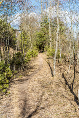 Trail in the forest. Spring landscape with dry grass and coniferous forest