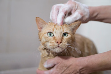 Tabby cat shower with soap