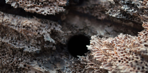 driftwood holes