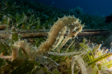 Sea ​​horse in the Red Sea Colorful and beautiful, Eilat Israel