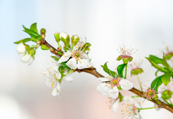 Beautiful floral spring abstract background of nature.