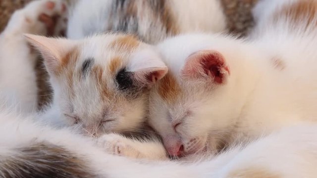 Chatons qui t&egrave;tent