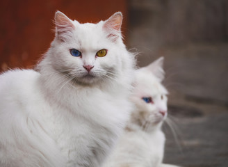  white cats heterochromia
