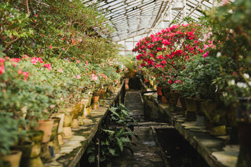 Colorful azalea flowers blooming in a glass greenhouse