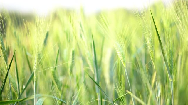 4K Video footage selective focus close up shot group of beautiful organic barley wheat field swaying in the wind against golden sunlight in evening