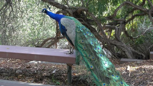 Peacock standing in the park