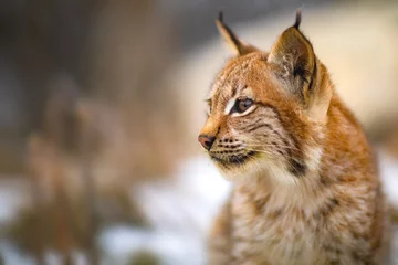 Poster Close-up van Euraziatische lynx in het bos in de vroege winter © kjekol