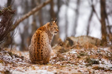 Fotobehang Lynx Back view of eurasian lynx looking into the forest in winter  © kjekol