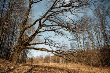 large, old oak tree grows in a field against a blue sky with clouds on a summer, sunny day.