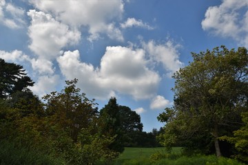 Obraz premium trees and blue sky